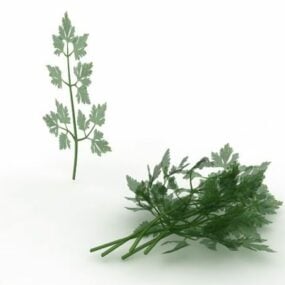 Modelo 3d de planta de salsa de folha plana