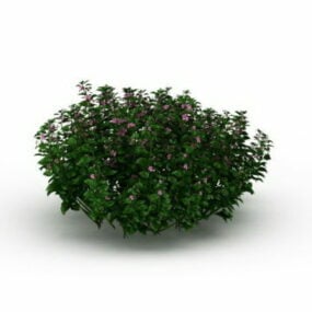 Hageblomstrende urteplanter 3d-modell