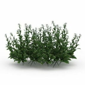 Outdoor Flowering Herbs 3d model
