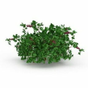 Garden Green Flowering Herbs 3d model