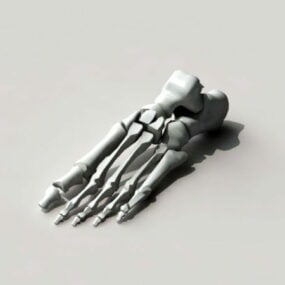 Pie esqueleto hueso modelo 3d
