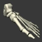 Anatomy Foot Bones Anatomy