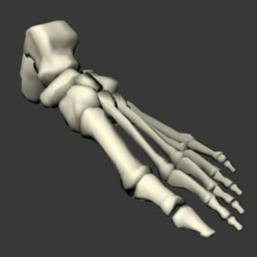 해부학 발 뼈 해부학 3d 모델