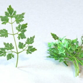 Vegetables Parsley Leaves 3d model