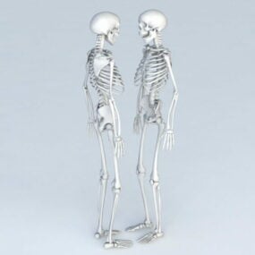 تشريح الجسم والهيكل العظمي نموذج 3D الإنسان