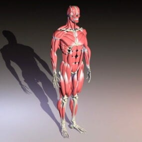 Anatomi Kroppsskjelett med muskler 3d-modell