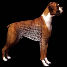 نموذج الكلب الملاكم الألماني البري ثلاثي الأبعاد