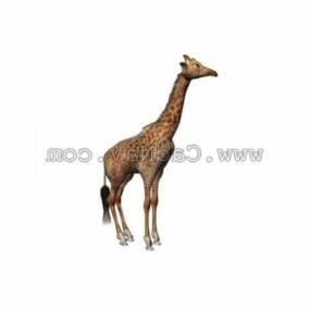 野生长颈鹿动物3d模型