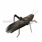 Animal Grasshopper