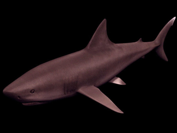 Animal Great White Shark