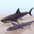Requin de récif gris animal