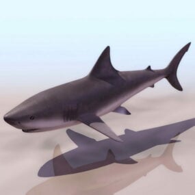 동물 회색 암초 상어 3d 모델