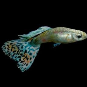 Múnla Ainmhithe Guppy Rainbow Fish 3d