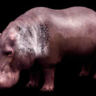 Hippopotamus haiwan