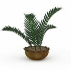 Indoor Ferns Plants