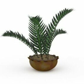 Indoor Ferns Plants 3d model