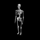 Squelette d'anatomie humaine