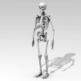 Mänskligt anatomi skelett 3d-modell