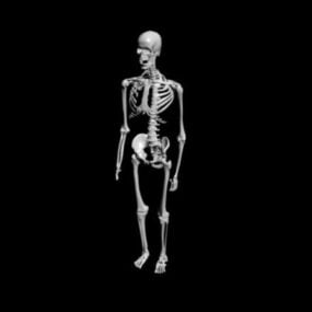 3D-Modell des menschlichen Anatomie-Skeletts