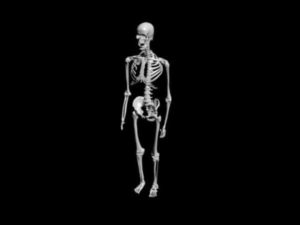 Modelo 3d libre de esqueleto de anatomía humana - .Obj - Open3dModel