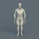 人体の骨の筋肉の解剖学