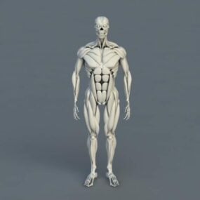 Anatomia do corpo humano, ossos, músculos, modelo 3d