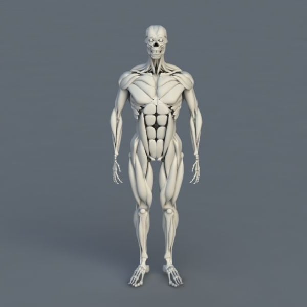 Anatomy Human Body Bones Muscles