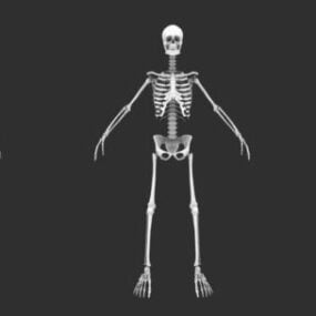 Anatomía humana cuerpo esqueleto modelo 3d