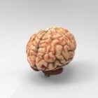 Realistic Human Brain