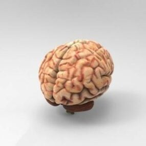 Realistisk Human Brain 3d-modell
