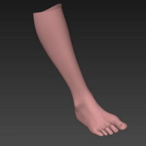 人間の足の解剖学 3D モデル