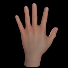 אנטומיה יד אנושית דגם תלת מימד