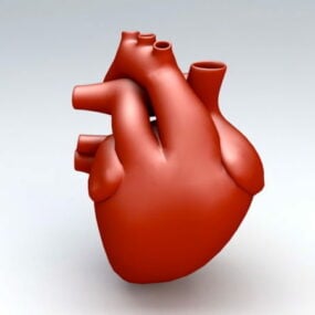 3D model lidského srdce