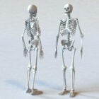 Anatomie Menselijk skelet bot