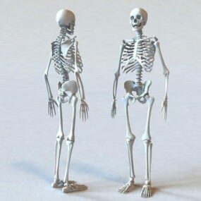 3д модель анатомии скелета человека