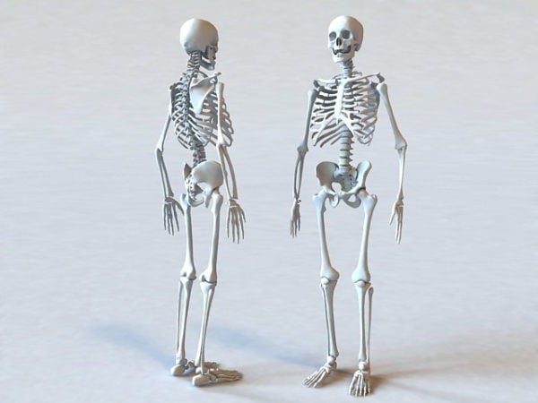 Anatomy Human Skeleton Bone Free 3d Model Max Vray Open3dmodel 180772