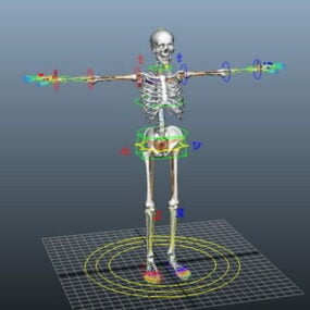 Modello 3d di impianto di scheletro umano