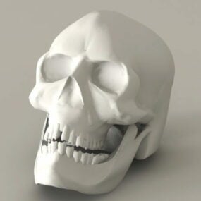 男性の頭蓋骨の3Dモデル