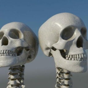 Conjuntos de cráneos humanos modelo 3d