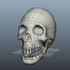 解剖学人間の頭蓋骨の3Dモデル
