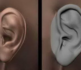 Anatomía del oído humano modelo 3d