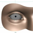 Anatomy Human Eye