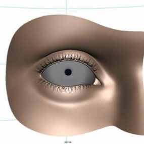 해부학 인간의 눈 3d 모델
