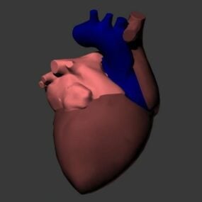 Anatomía del corazón humano modelo 3d