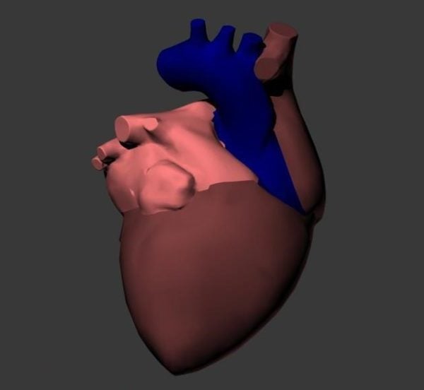 Анатомия человеческого сердца
