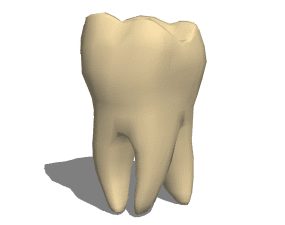 تشريح الأسنان المولية البشرية نموذج ثلاثي الأبعاد