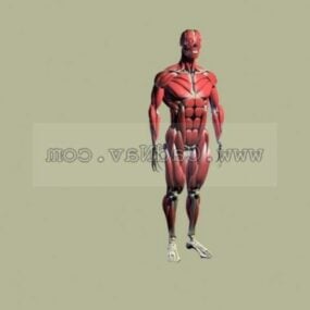 Menselijke anatomie spiersysteem 3D-model