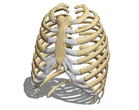 Anatomia da caixa torácica humana Modelo 3d