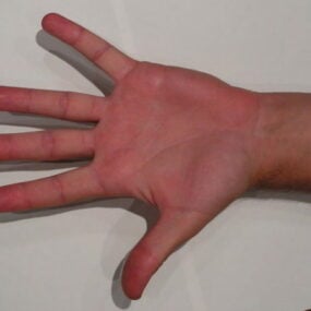 Anatomía de la mano derecha humana modelo 3d