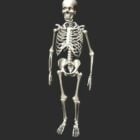 Anatomie Menschliches Skelett